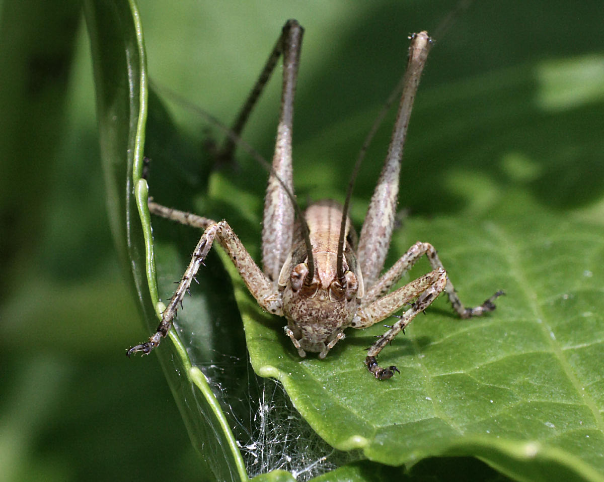 neanide da identificare